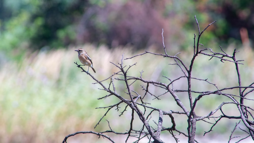 a small bird perched on top of a tree branch