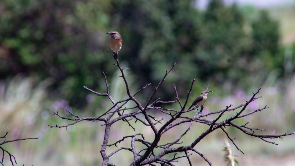 a small bird perched on top of a tree branch