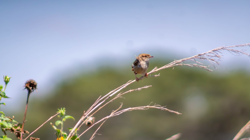 a small bird sitting on top of a dry grass plant