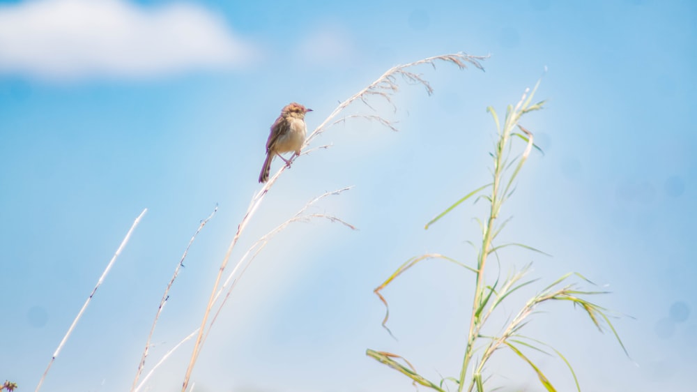 a small bird sitting on top of a tall plant