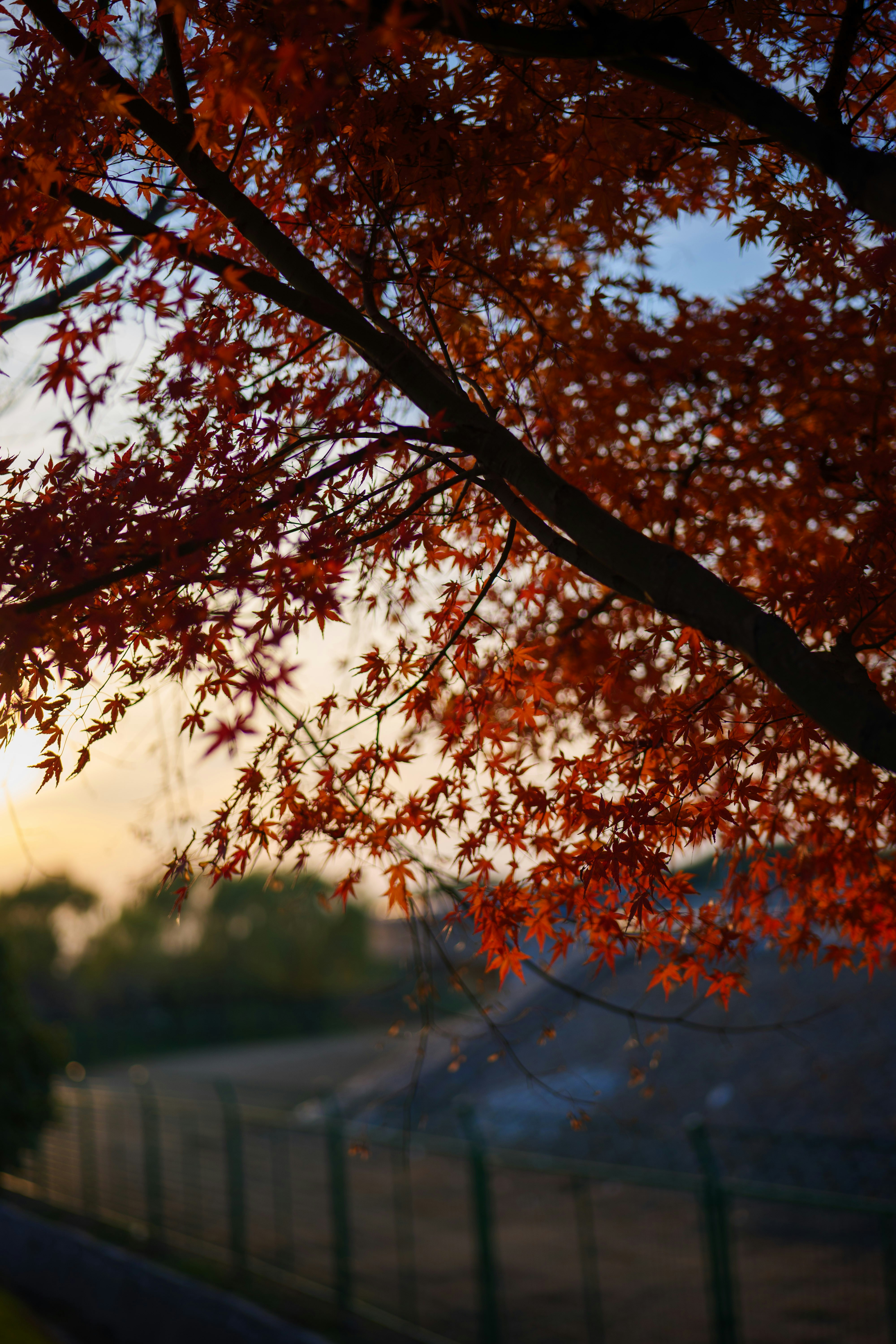 Photo by wangsd