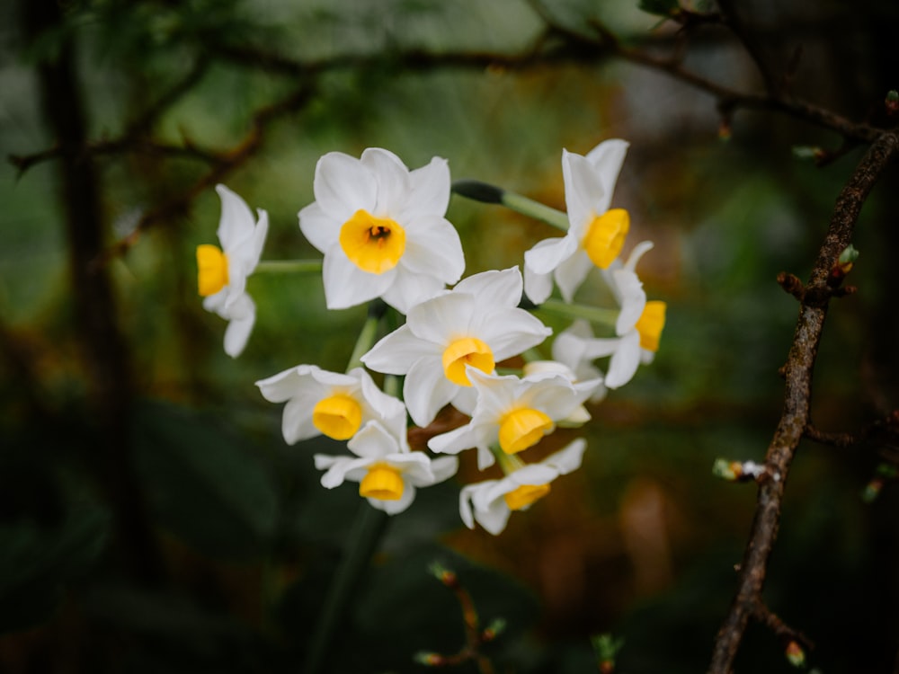 a bunch of white and yellow flowers on a tree