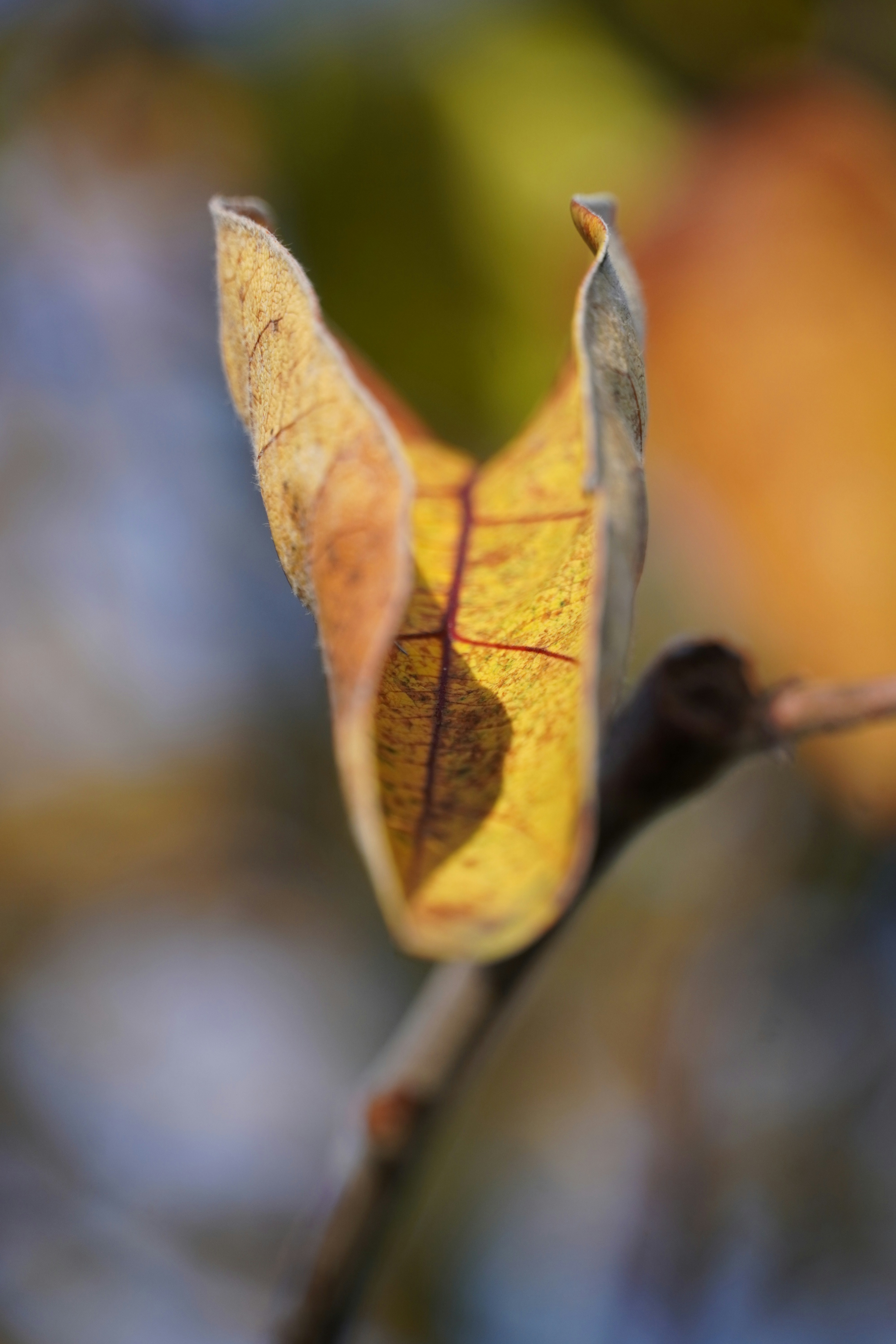 Photo by theodor_jacob