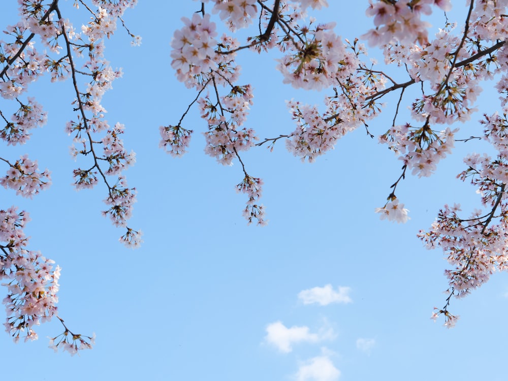 a bunch of pink flowers are blooming on a tree