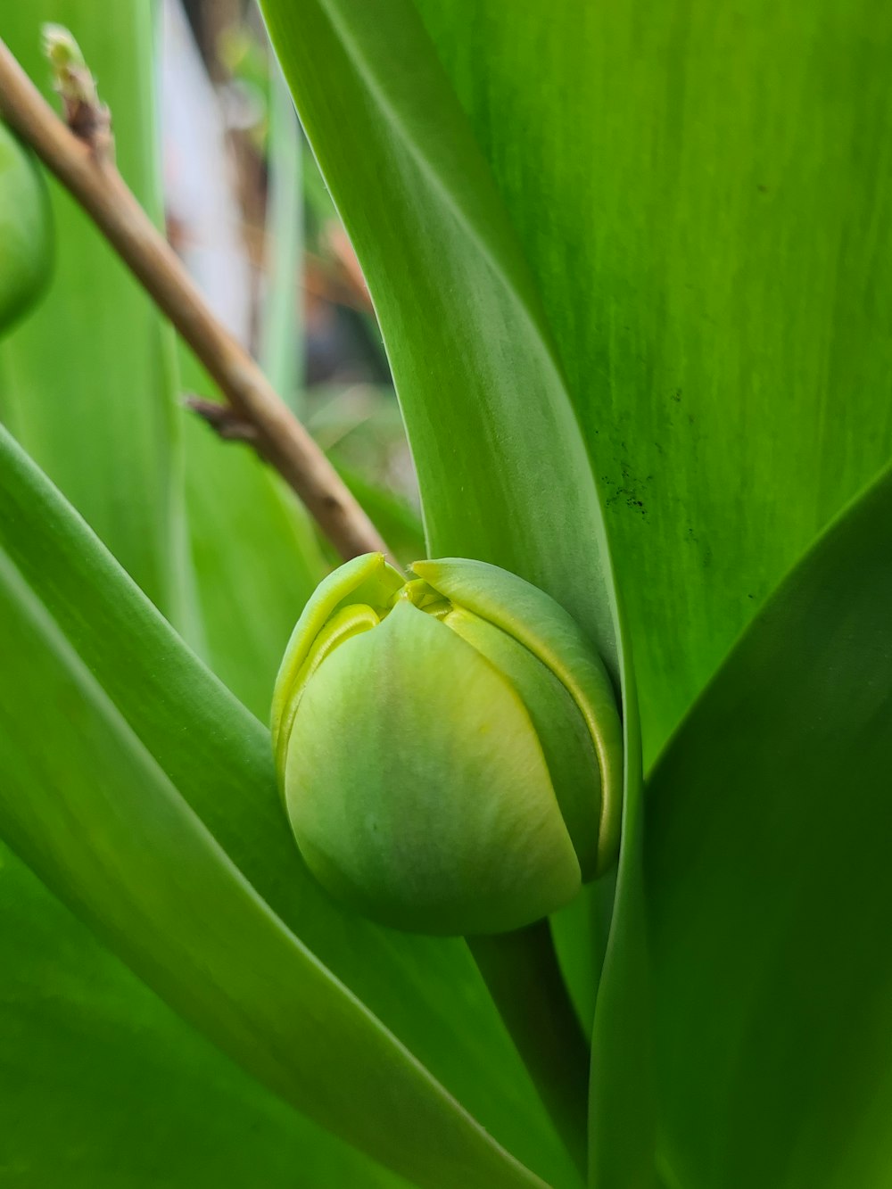 a close up of a flower bud on a plant