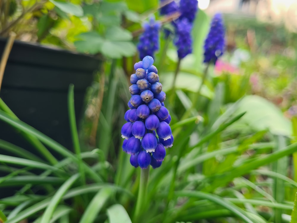 a bunch of blue flowers in a garden