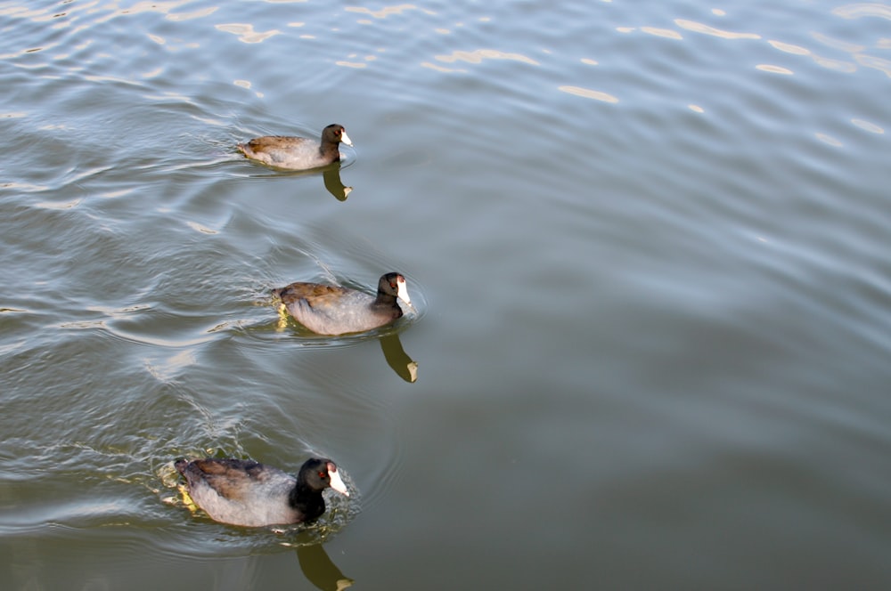 three ducks are swimming in the water together