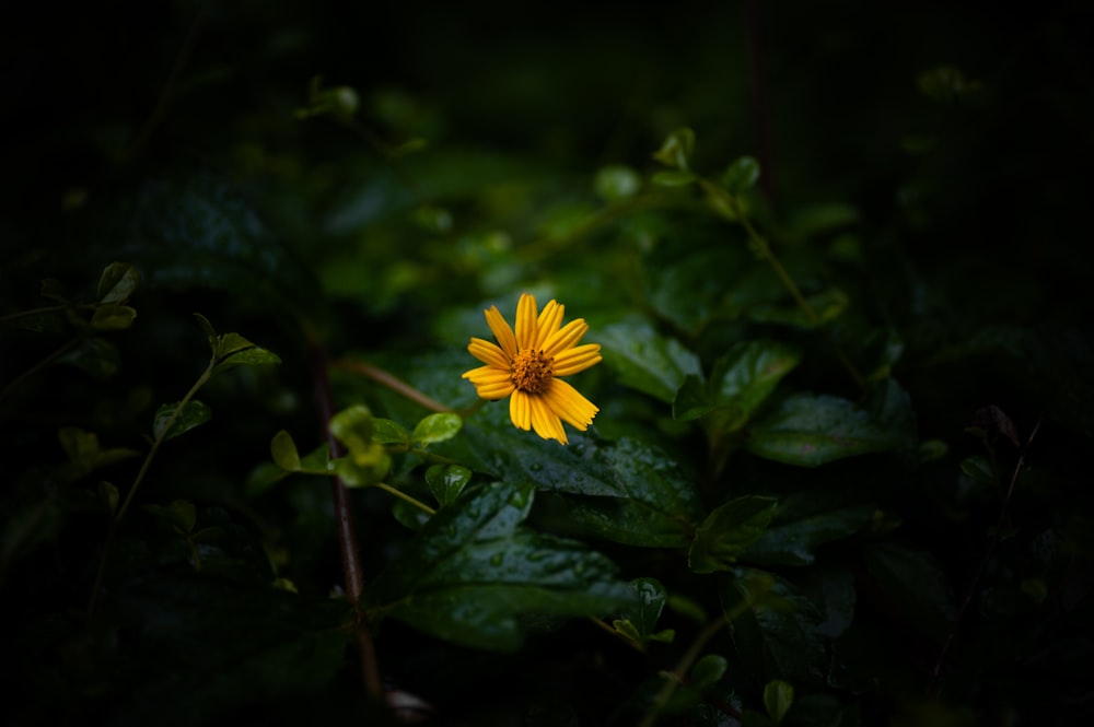 a single yellow flower sitting on top of a lush green field