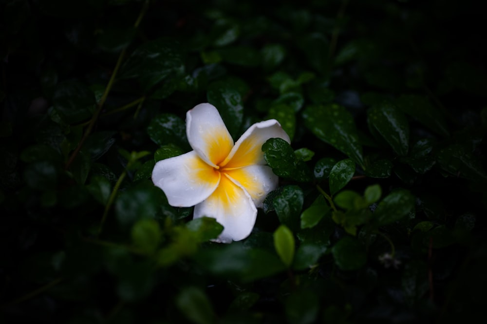 a white and yellow flower with green leaves