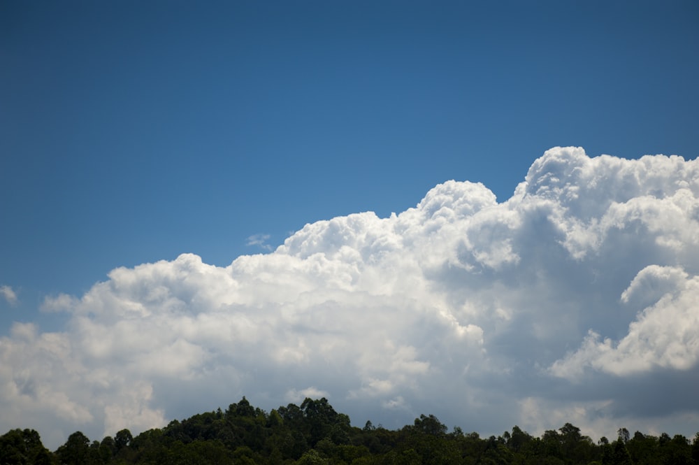 a plane flying in the sky over a forest