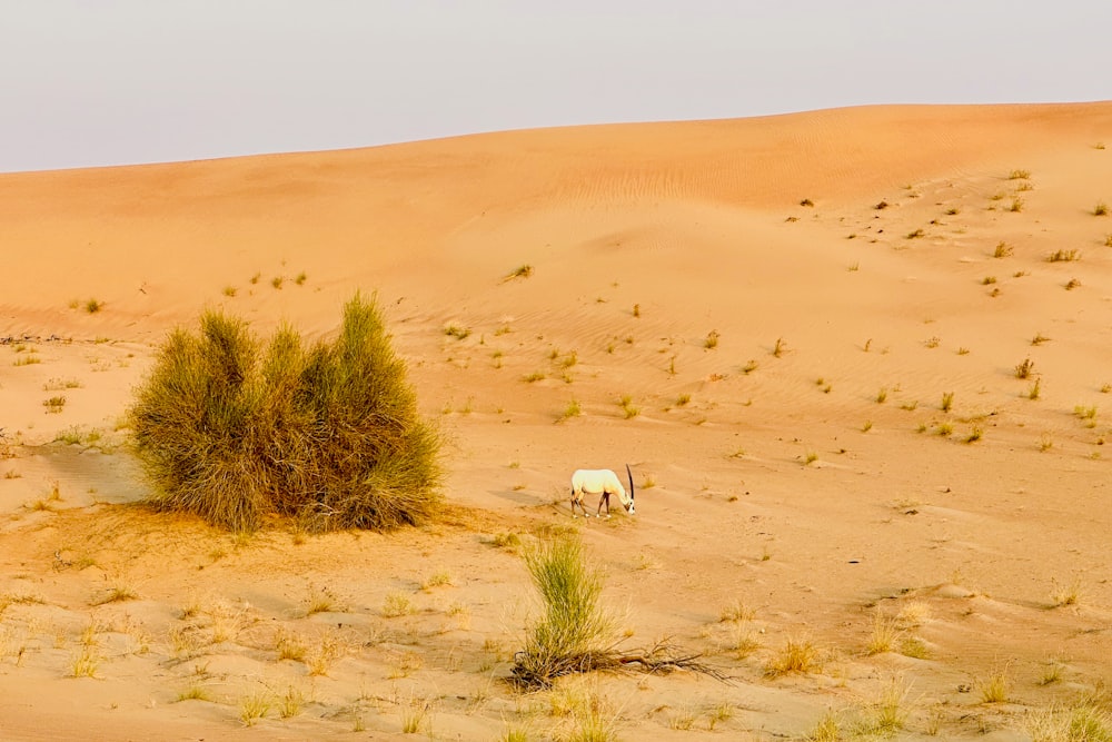 a cow standing in the middle of a desert