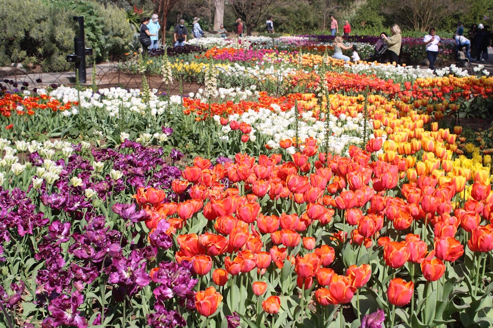 a garden filled with lots of different colored flowers