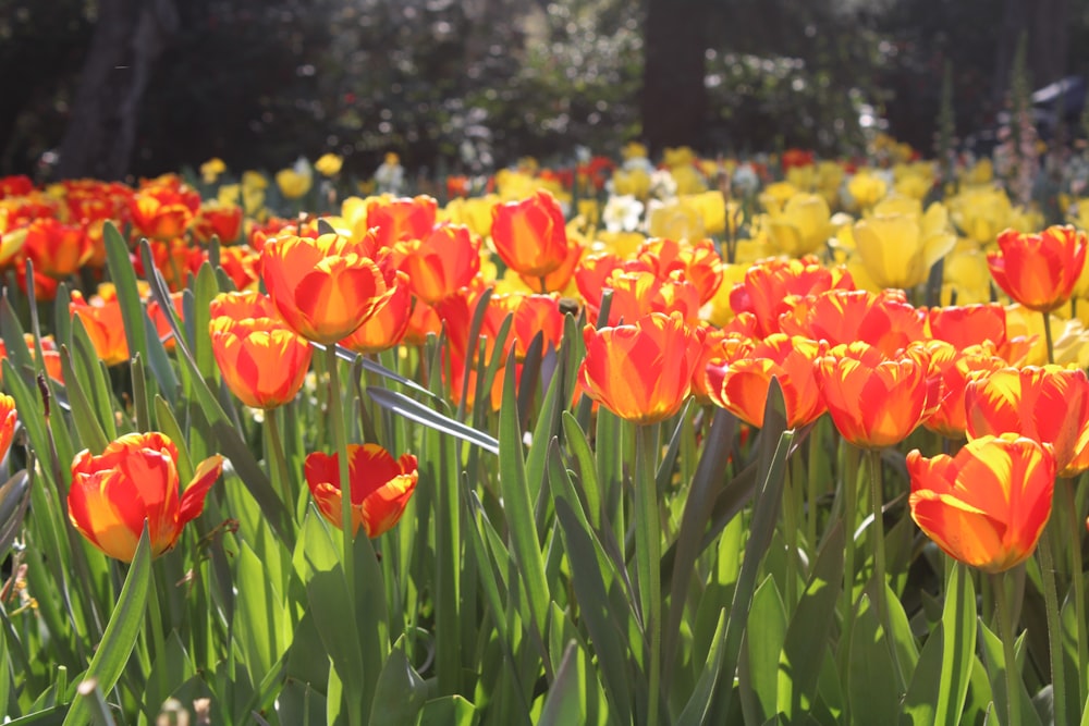 a field full of orange and yellow flowers