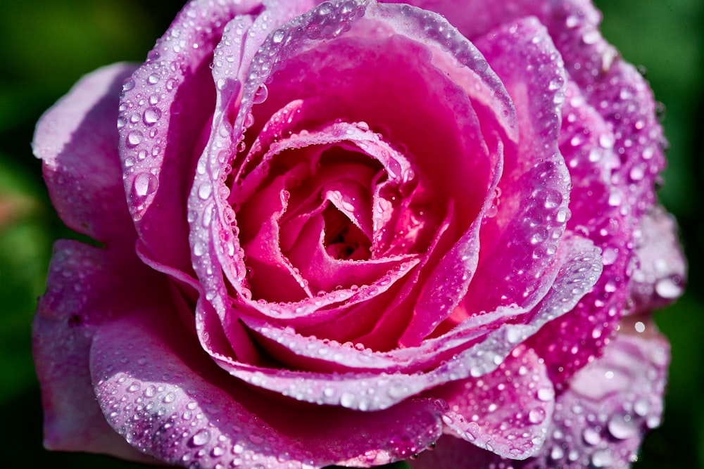 a pink rose with water droplets on it