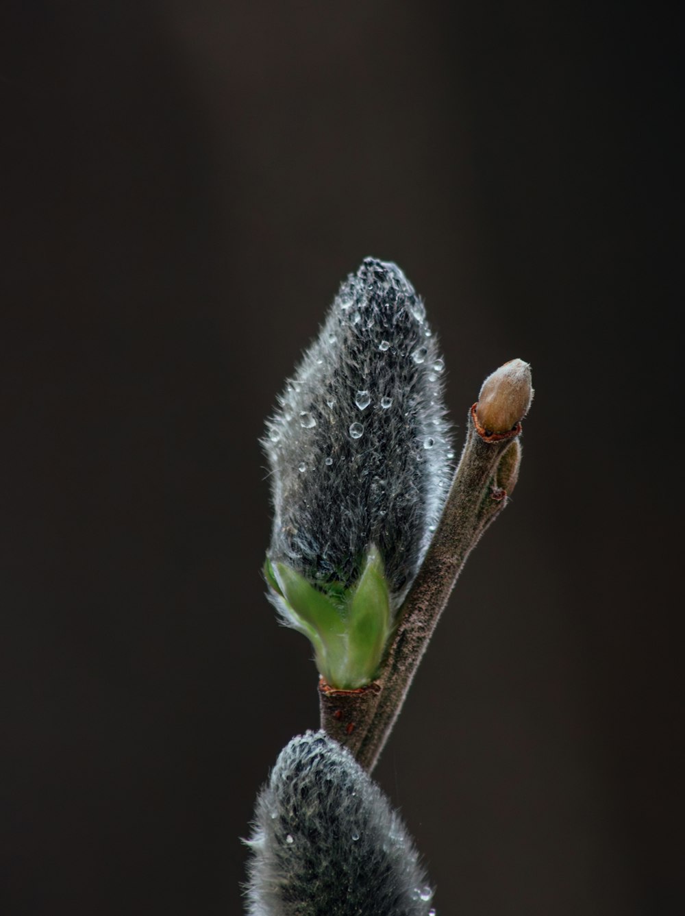 a close up of a tree branch with water droplets on it