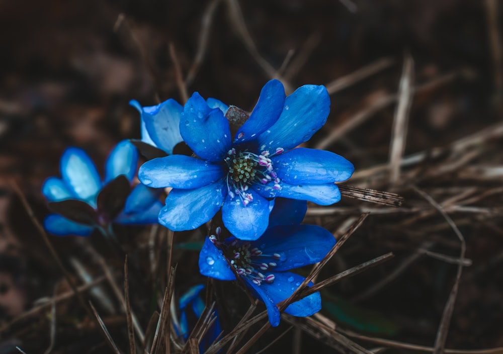 a close up of a blue flower on the ground