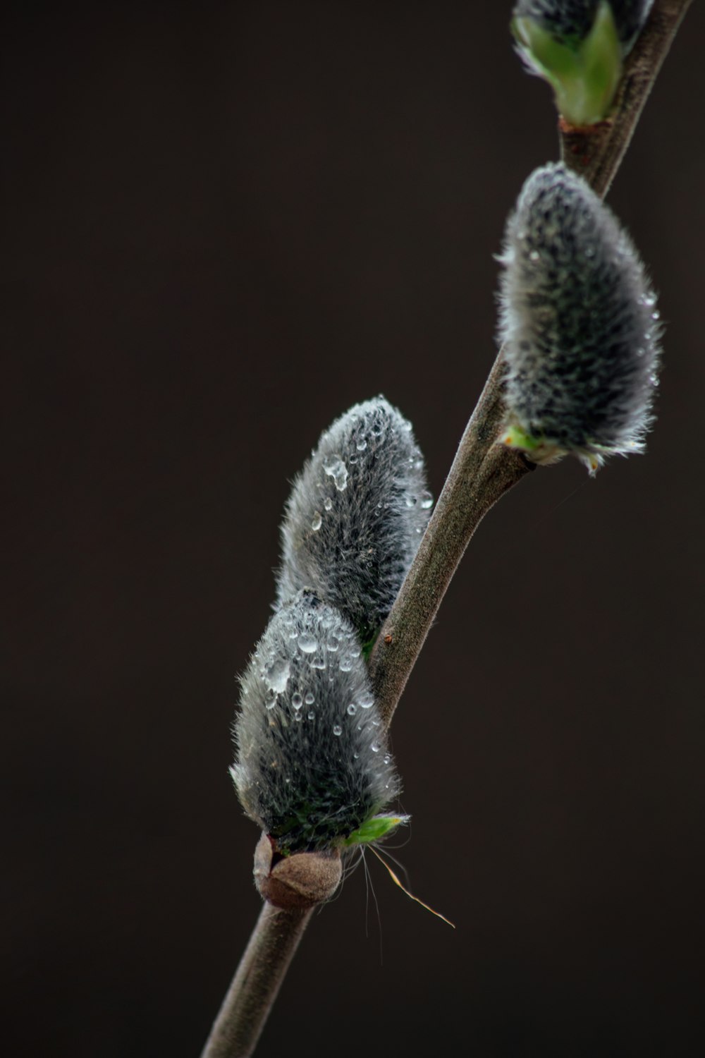 a close up of a branch with some flowers on it