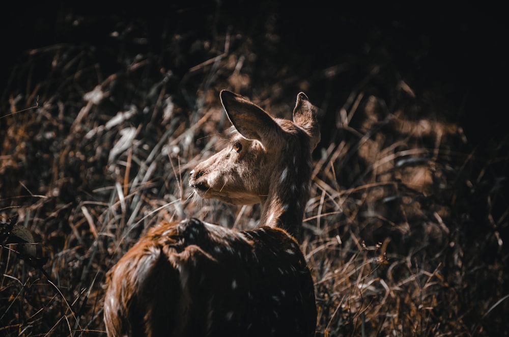 a deer standing in a field of tall grass