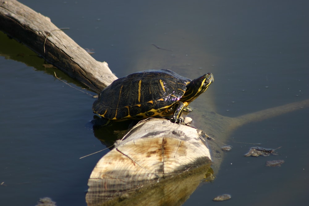 une tortue assise sur une bûche dans l’eau