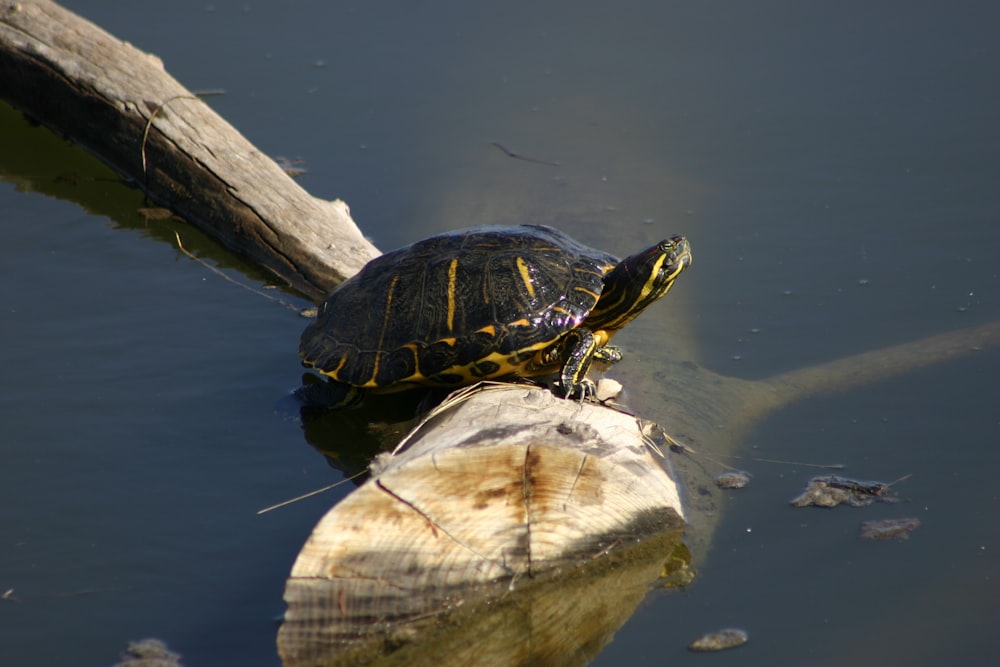 a turtle sitting on top of a log in the water