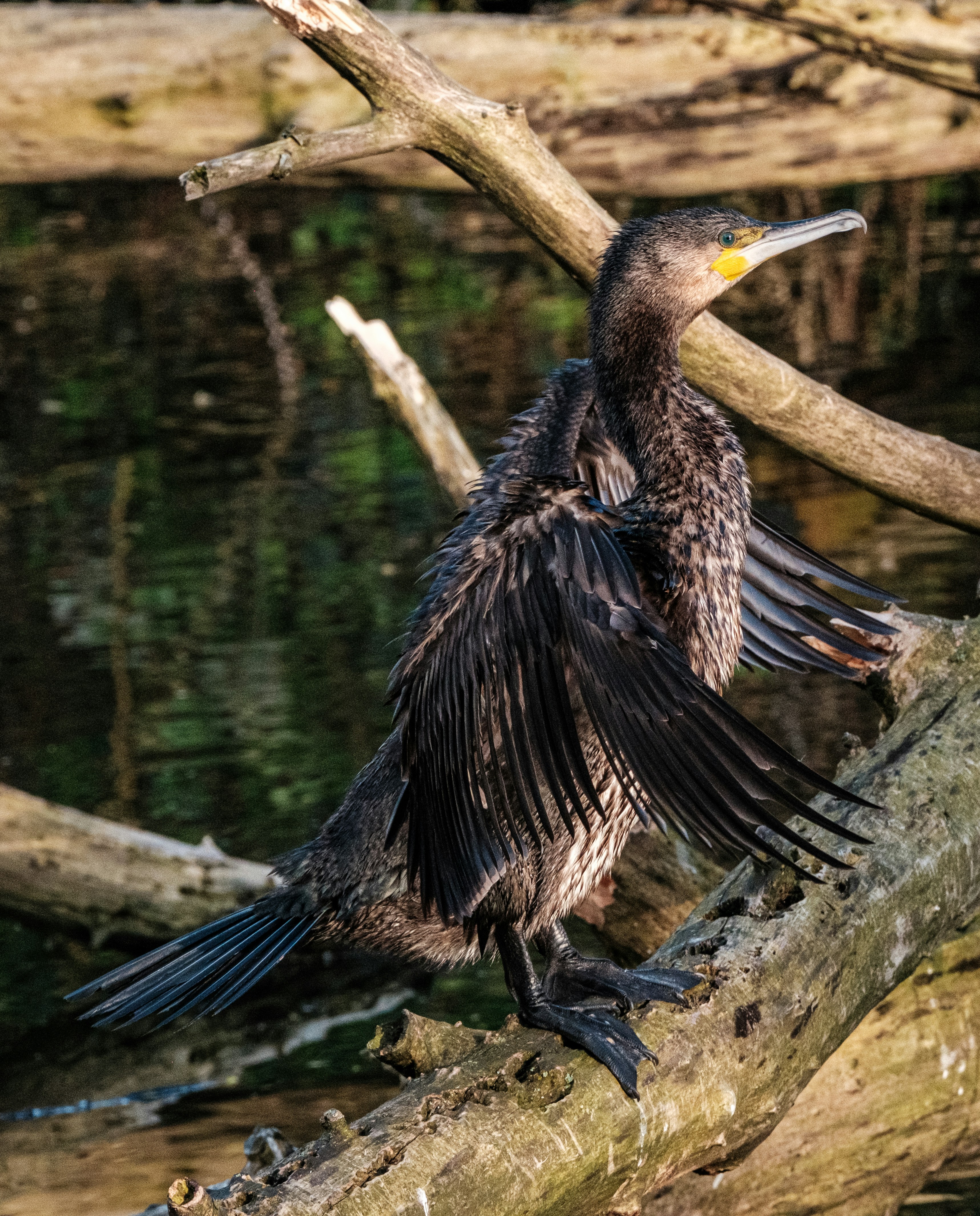 Photo by haberdoedas2