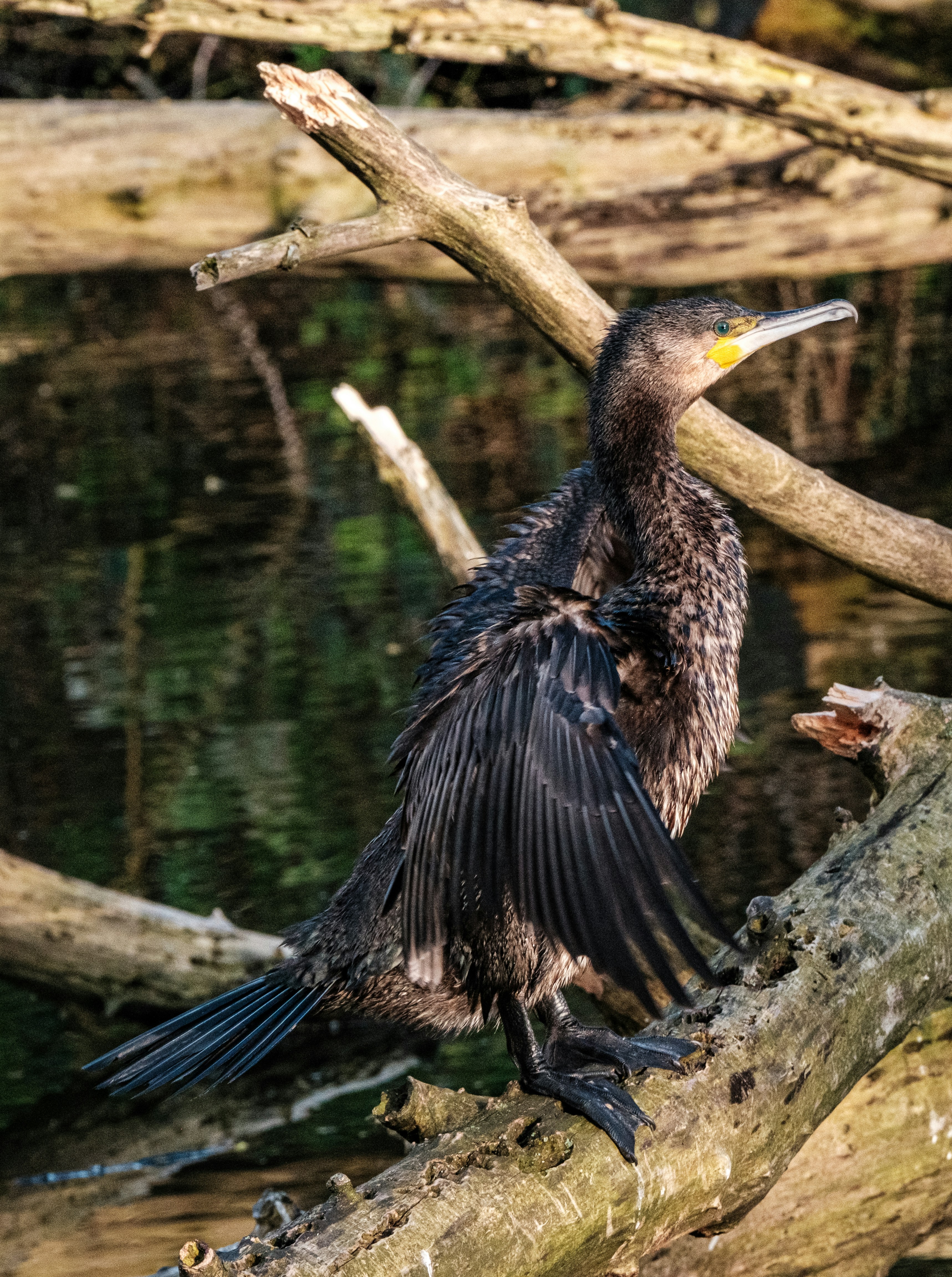 Photo by haberdoedas2