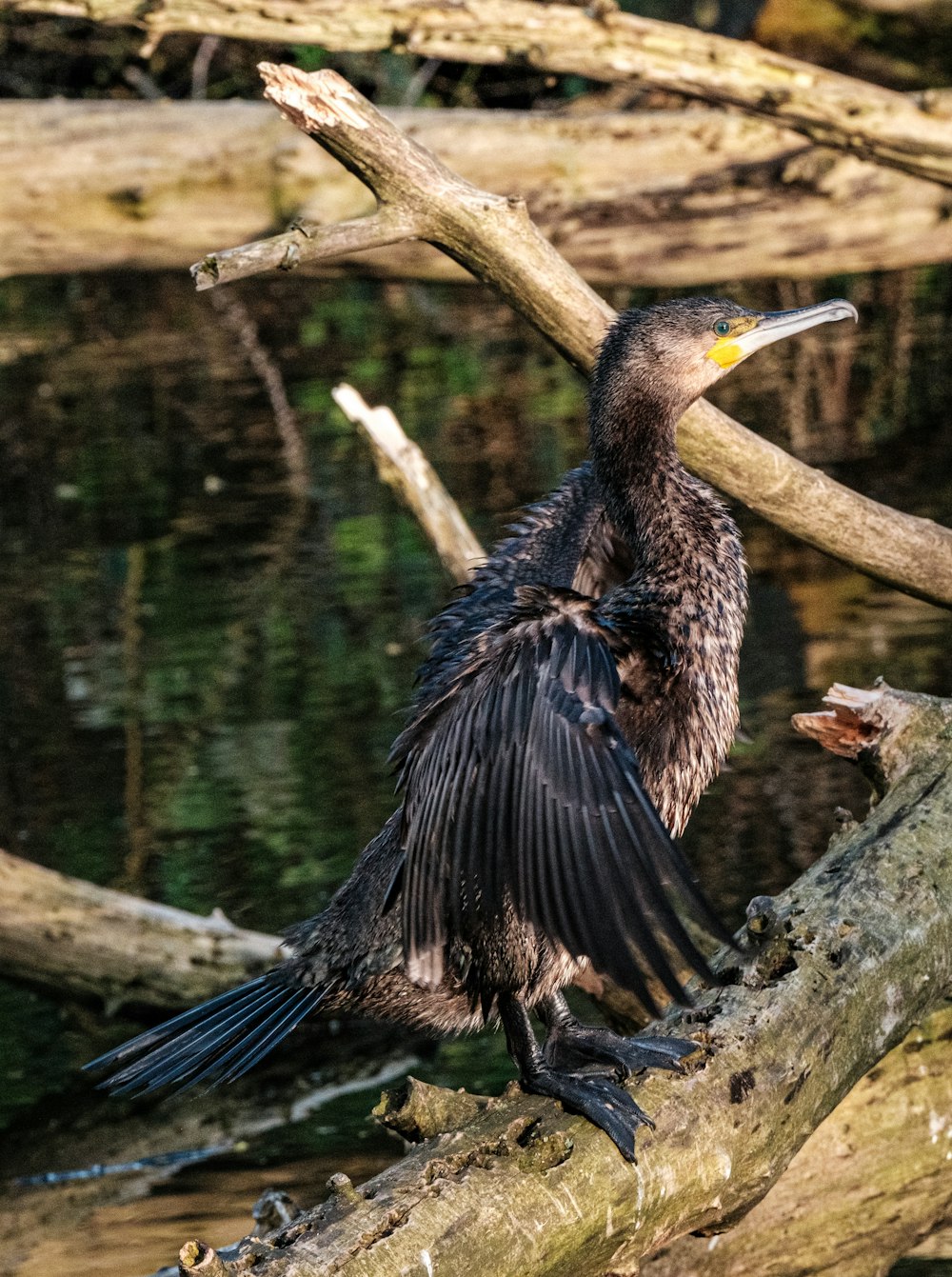 a bird sitting on top of a tree branch