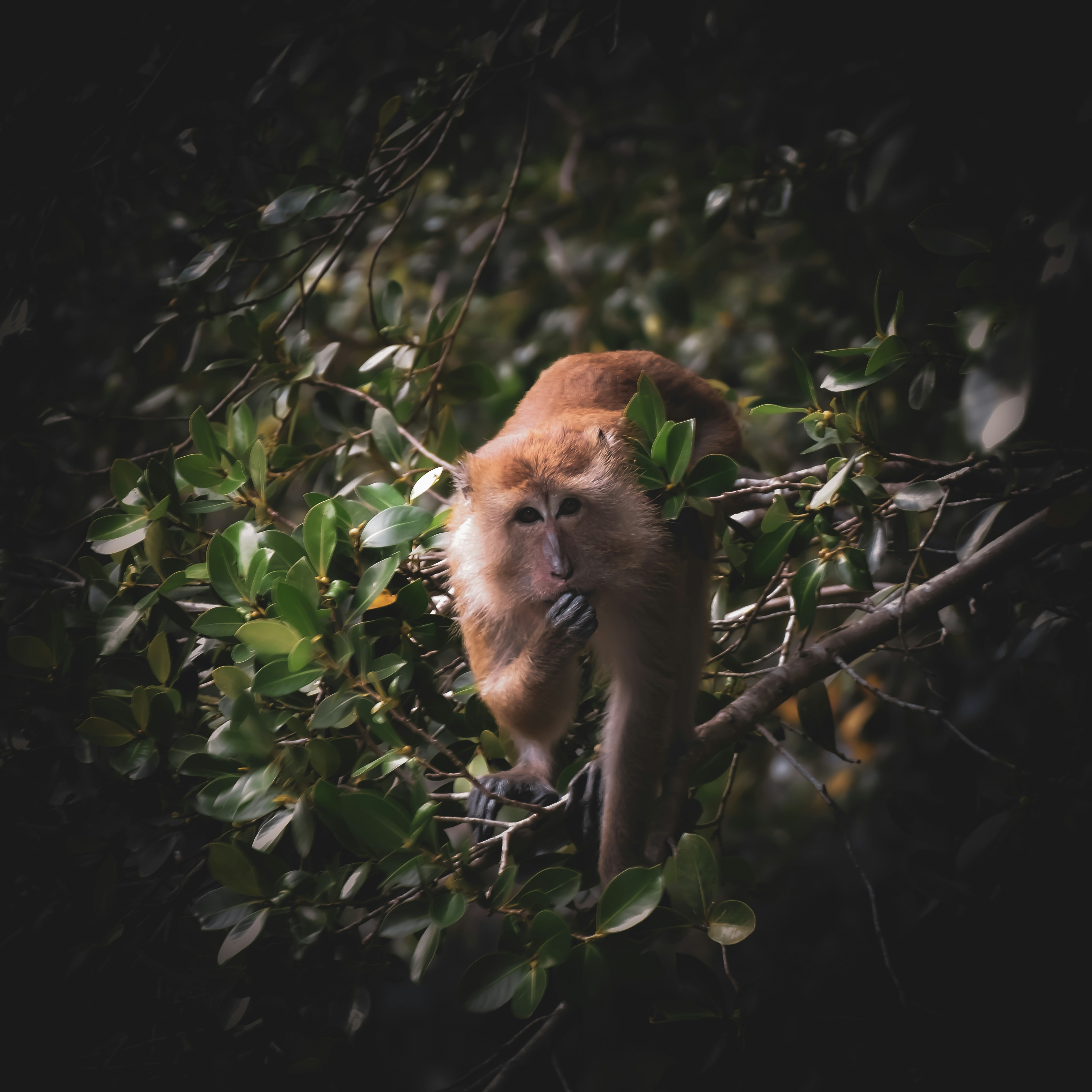 a monkey with its tongue hanging out of a tree
