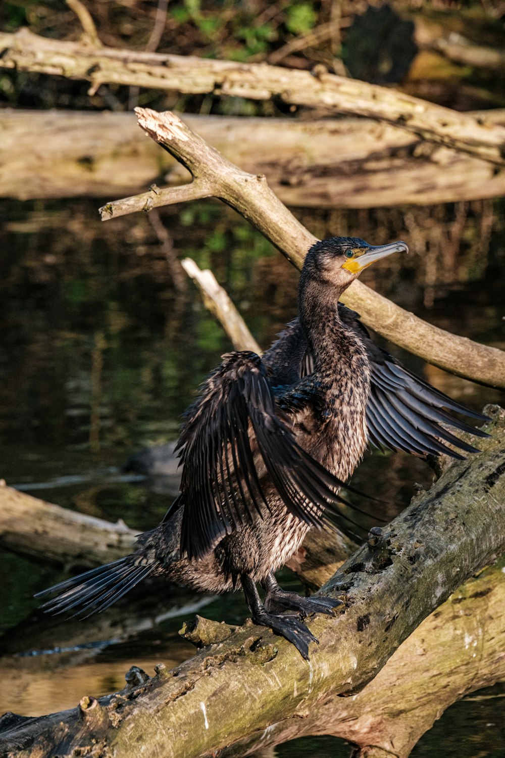 un uccello seduto su un ramo nell'acqua