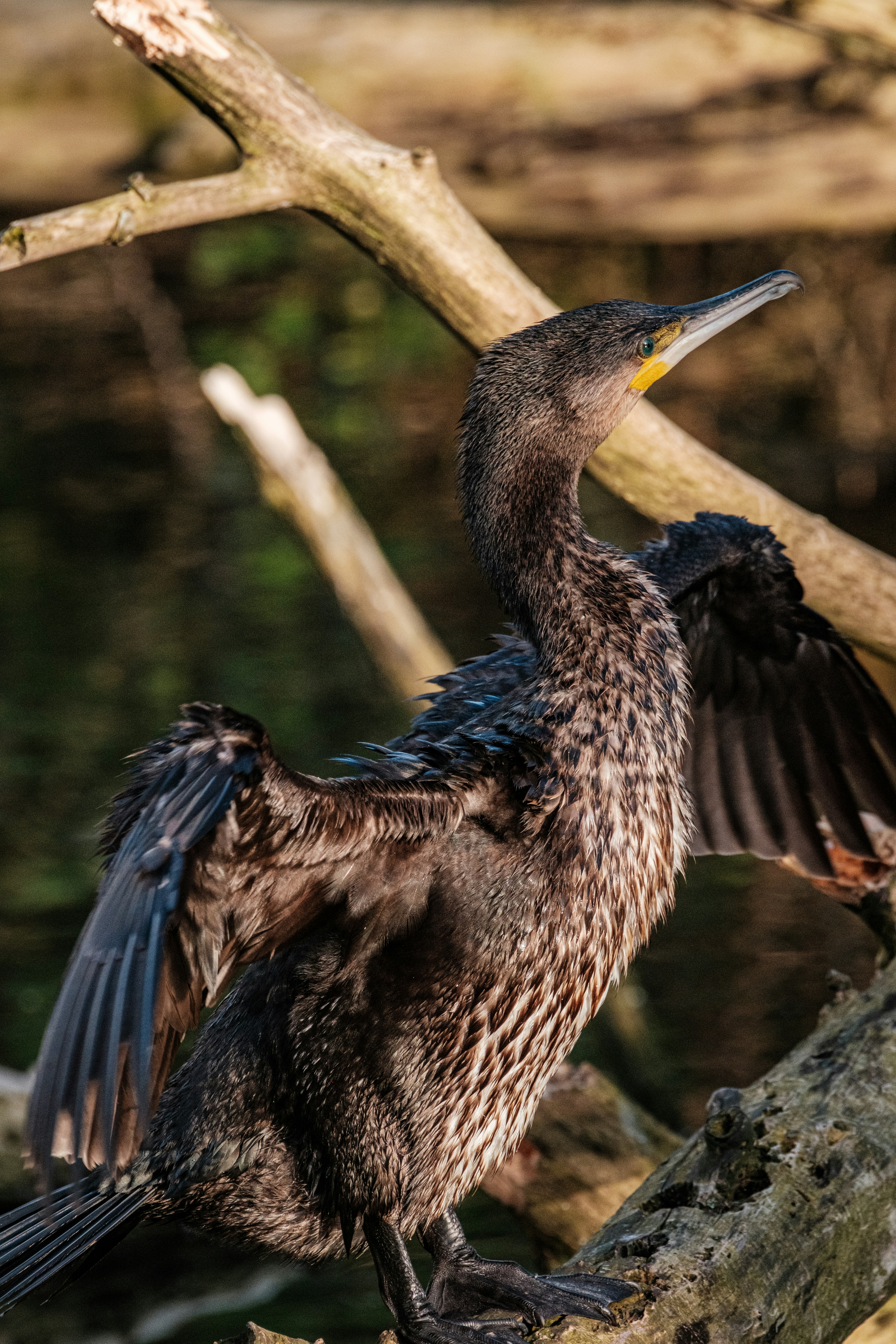 Photo by haberdoedas2