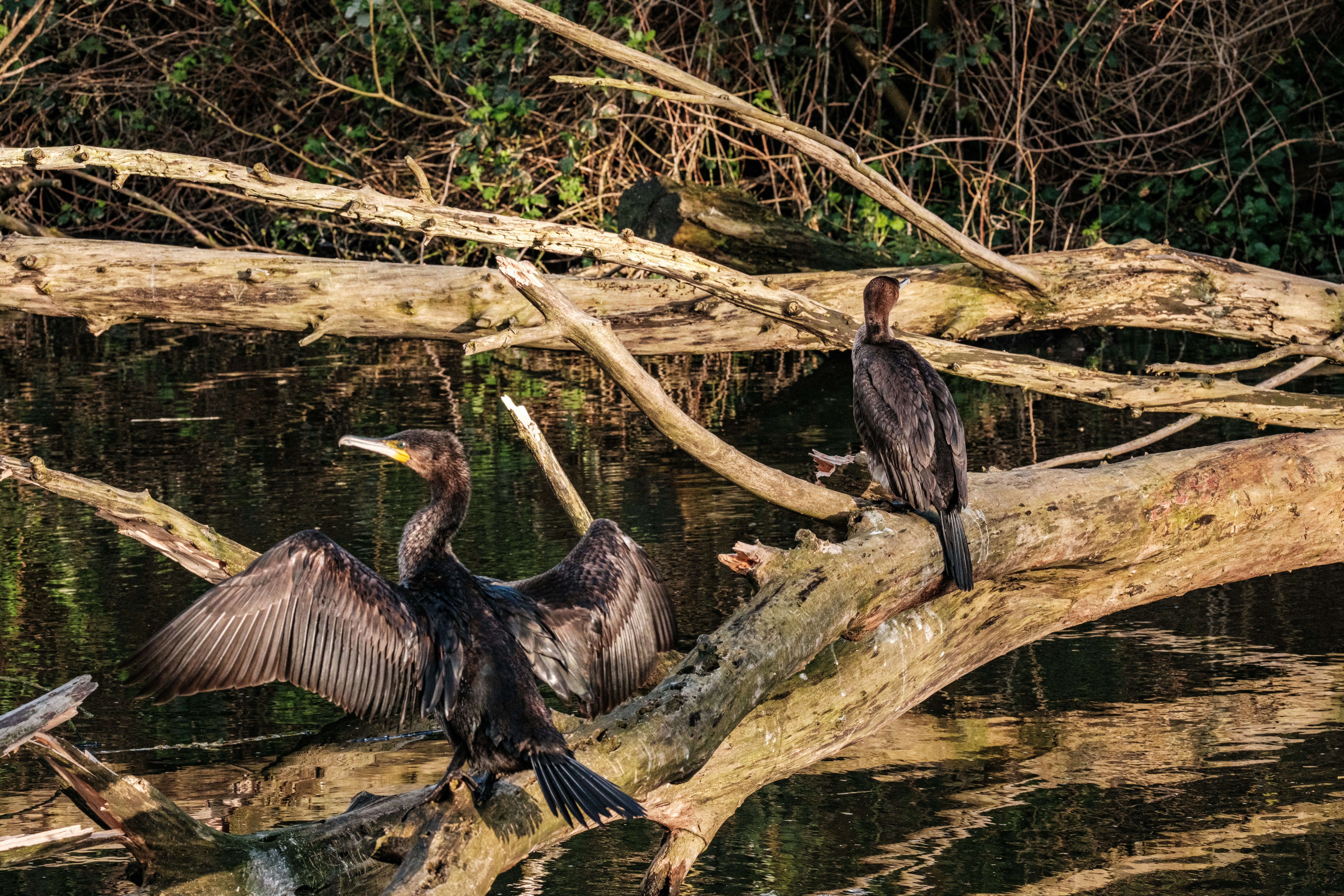 Photo by haberdoedas2