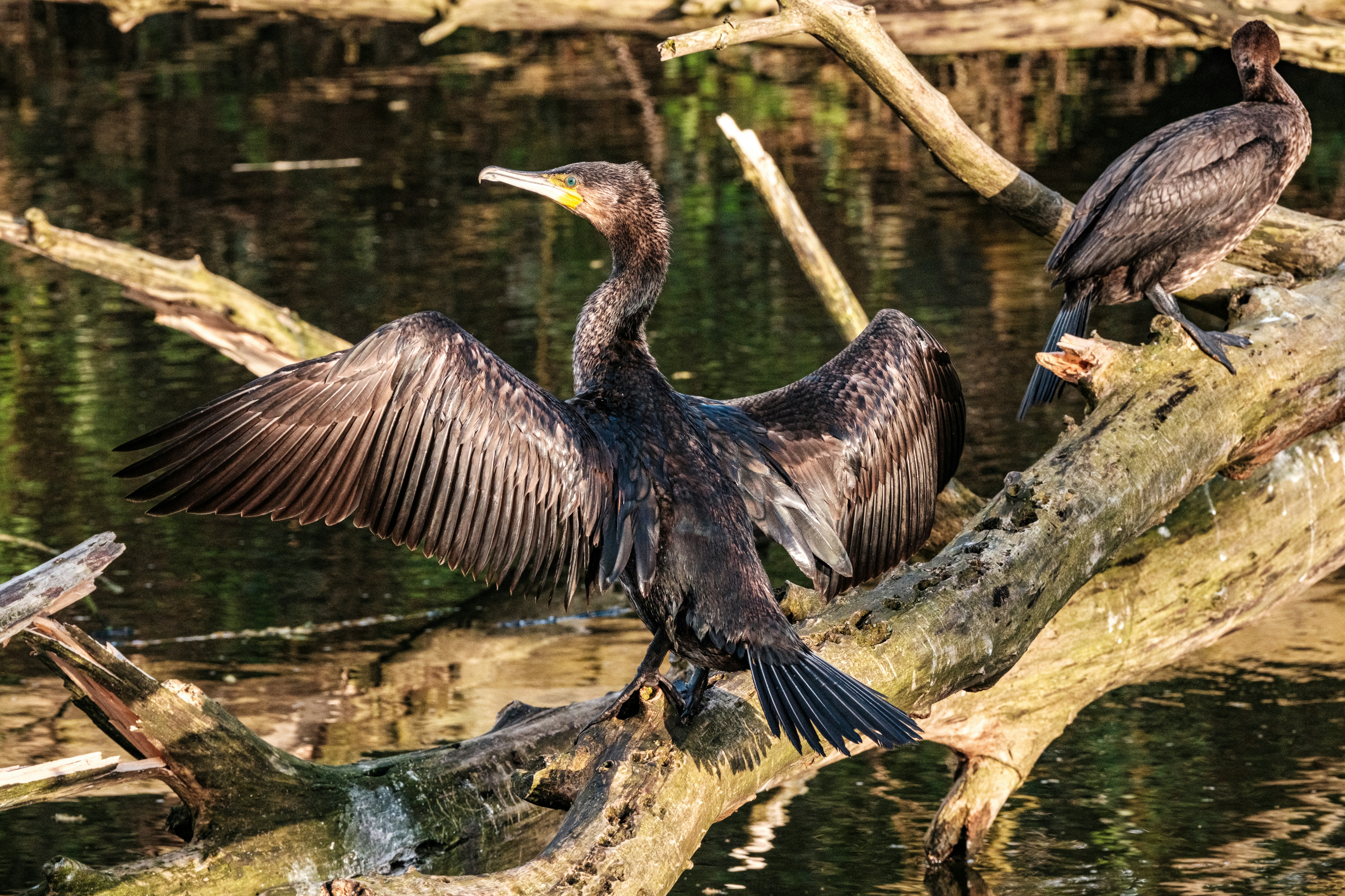 Photo by haberdoedas2