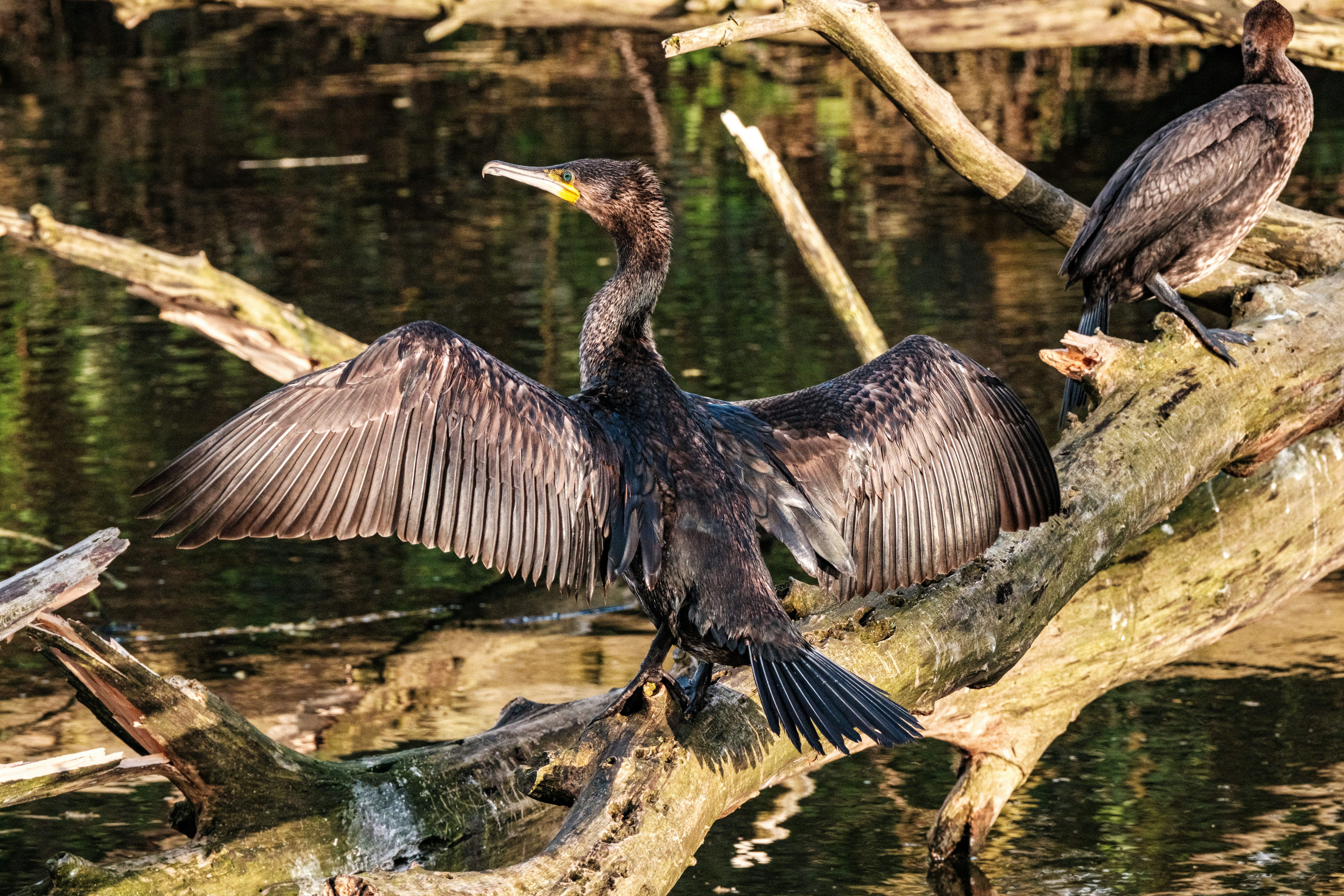 Photo by haberdoedas2