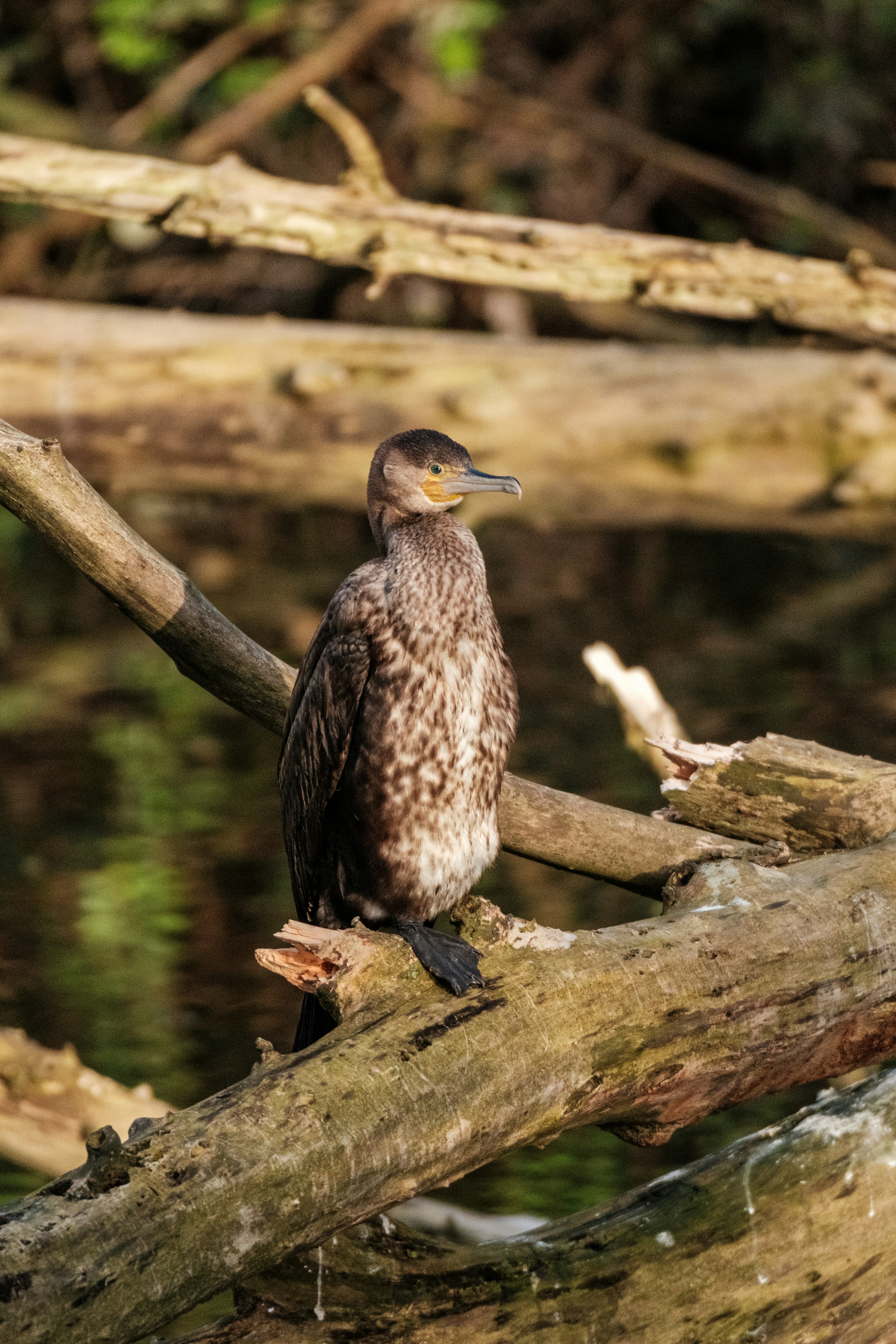 Photo by haberdoedas2