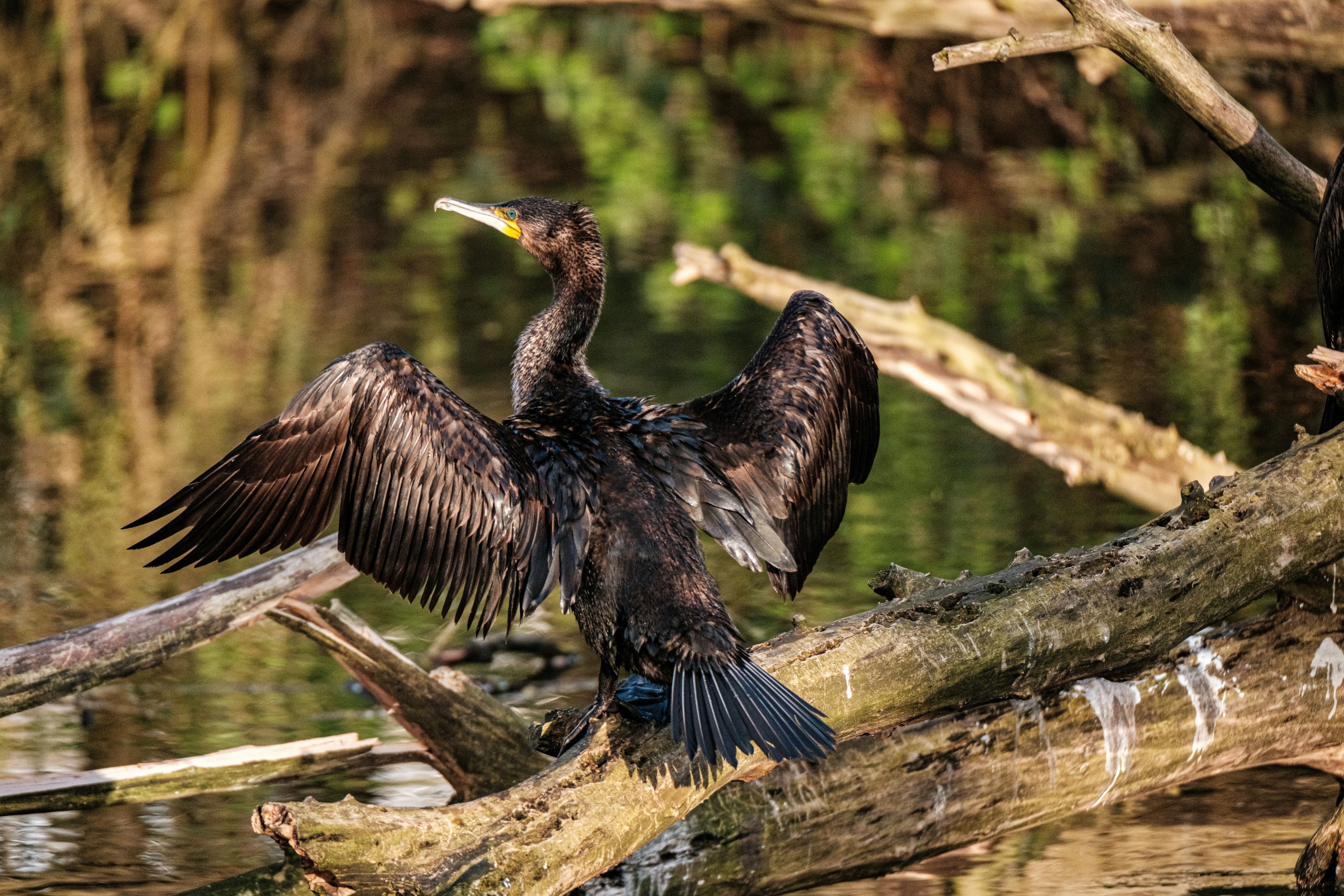 Photo by haberdoedas2