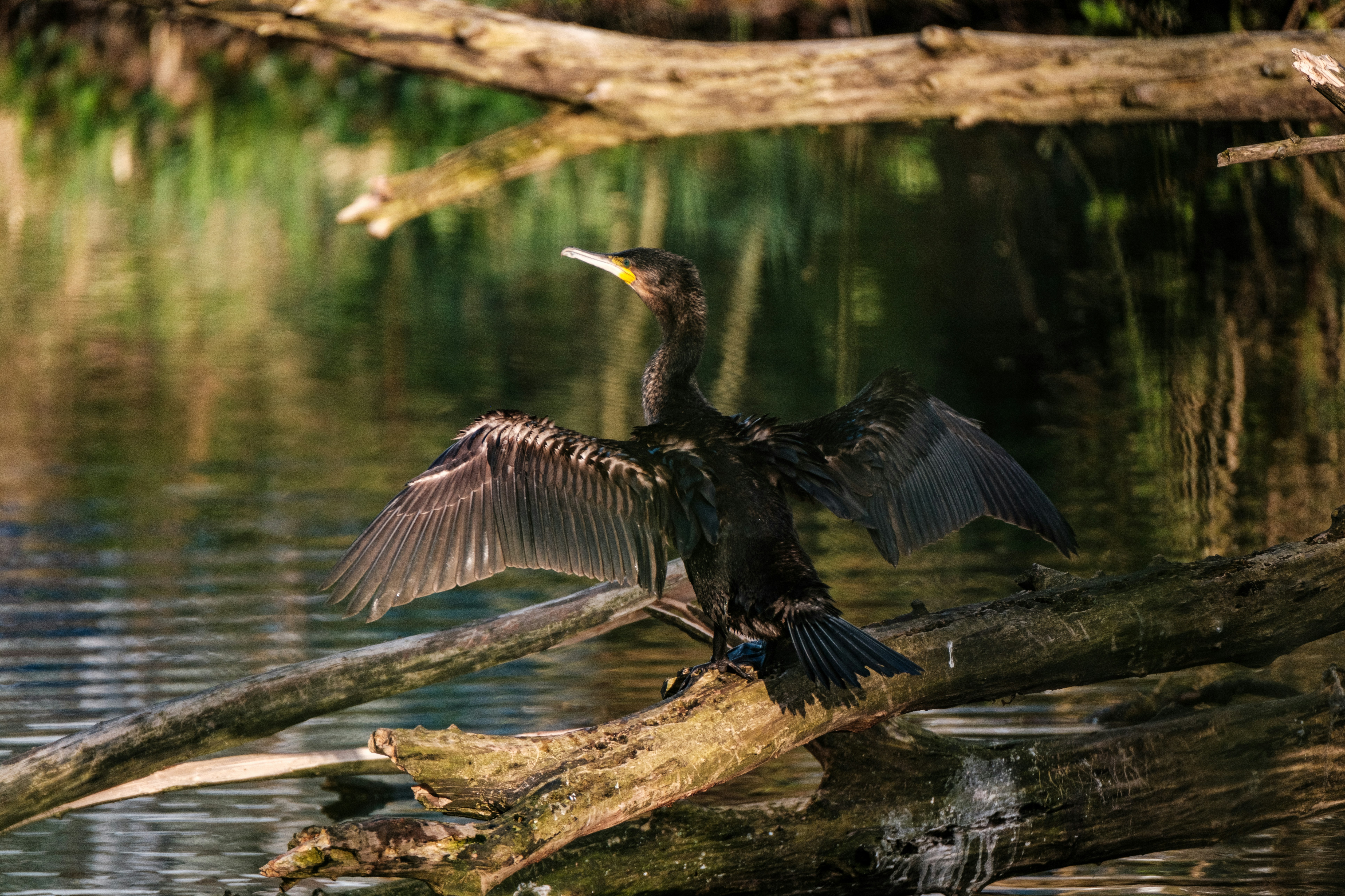 Photo by haberdoedas2