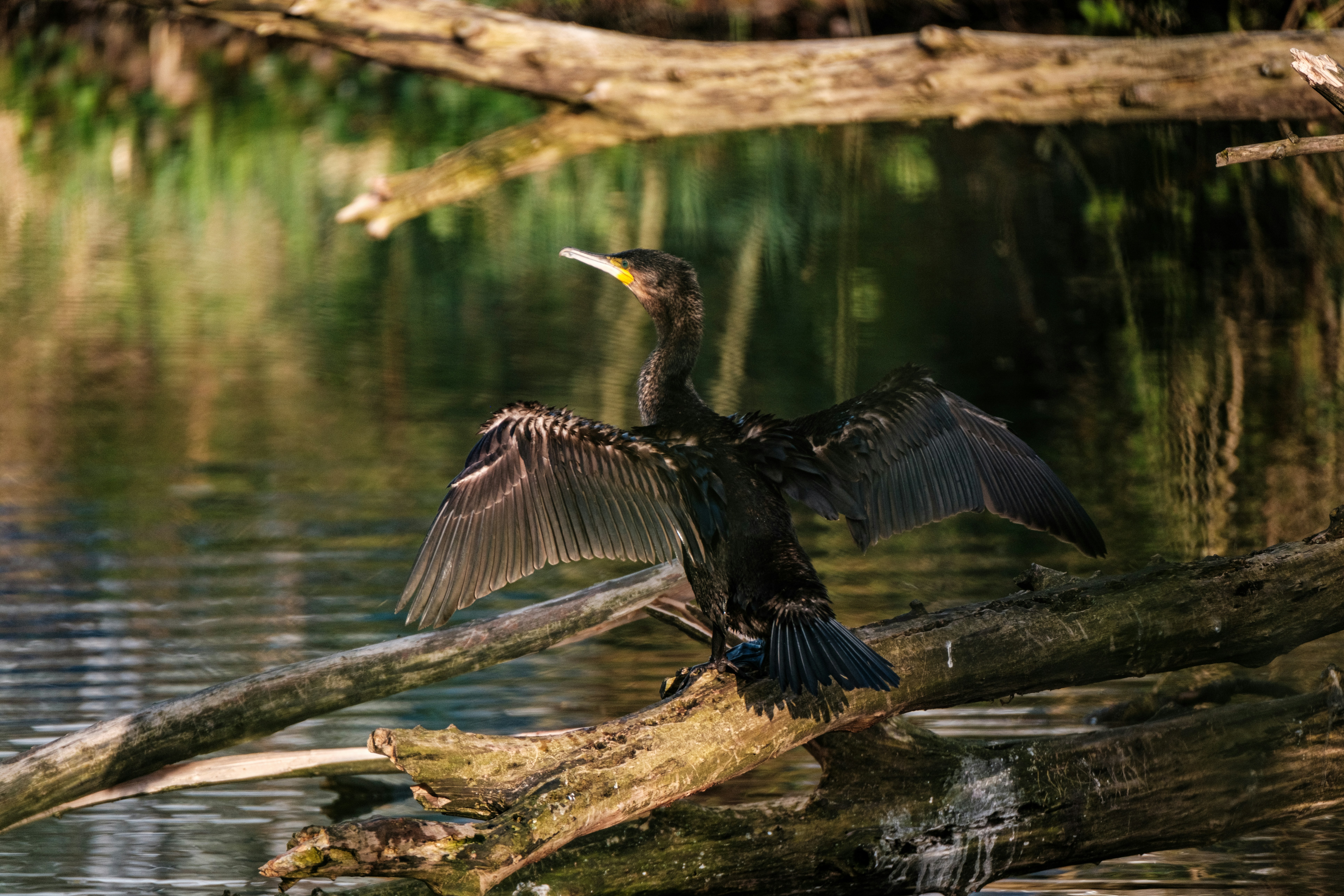 Photo by haberdoedas2