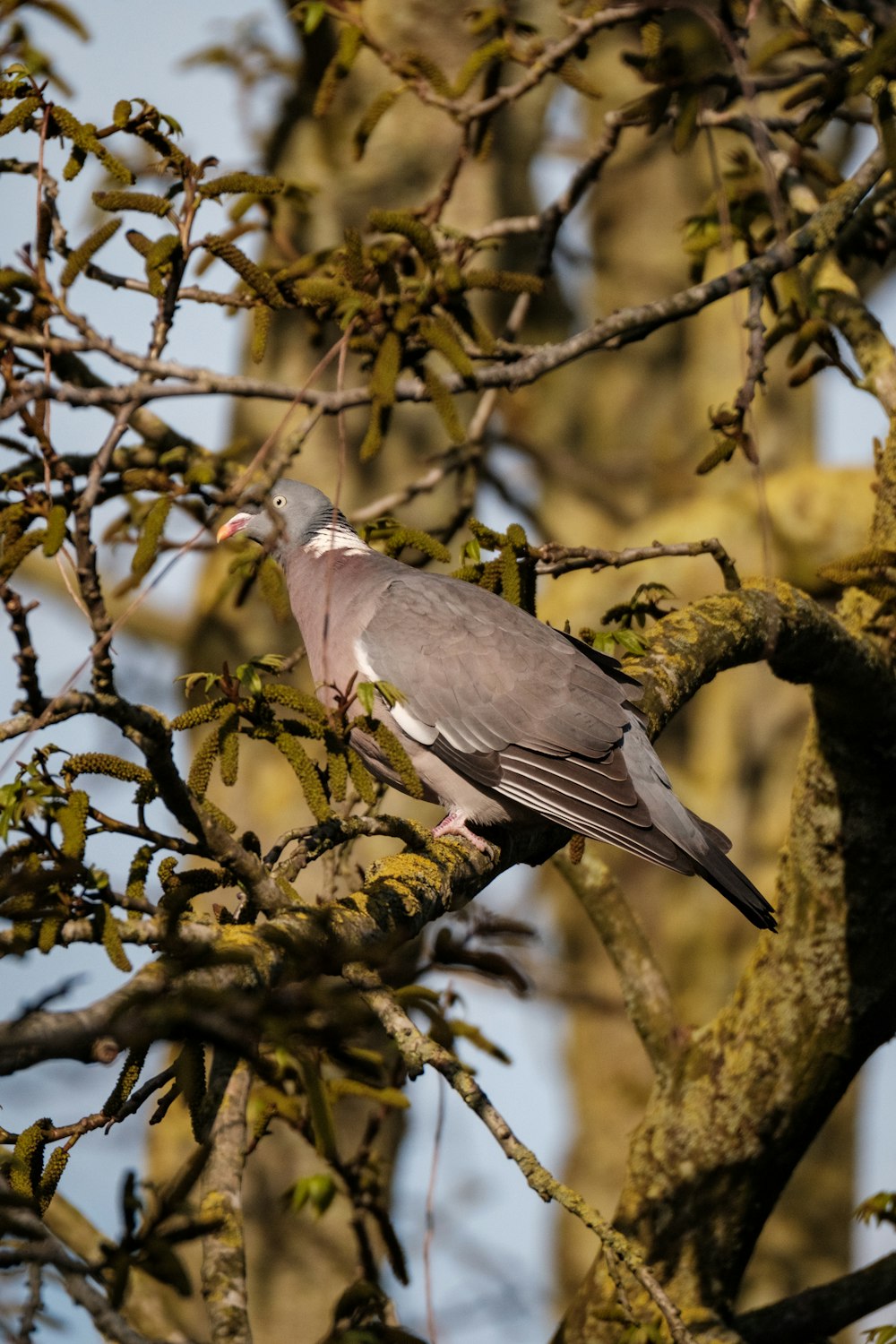 a bird perched on a branch of a tree