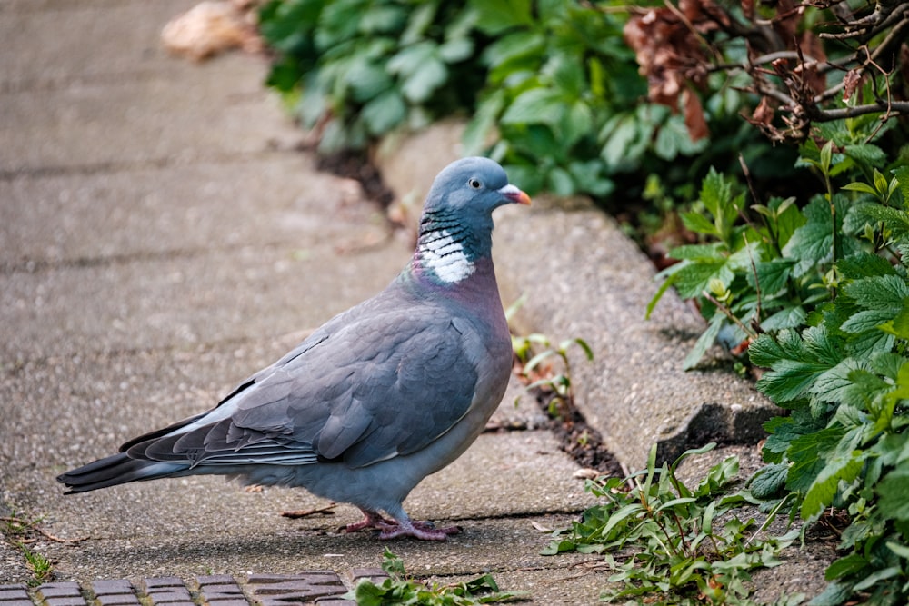 a pigeon standing on a sidewalk next to a bush