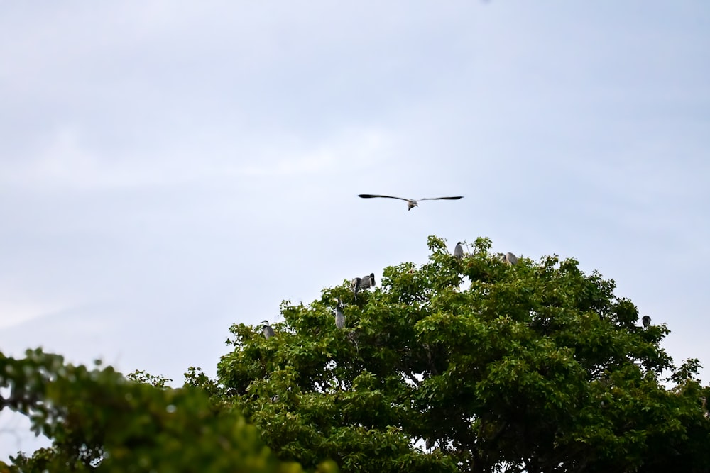 two birds are sitting on top of a tree