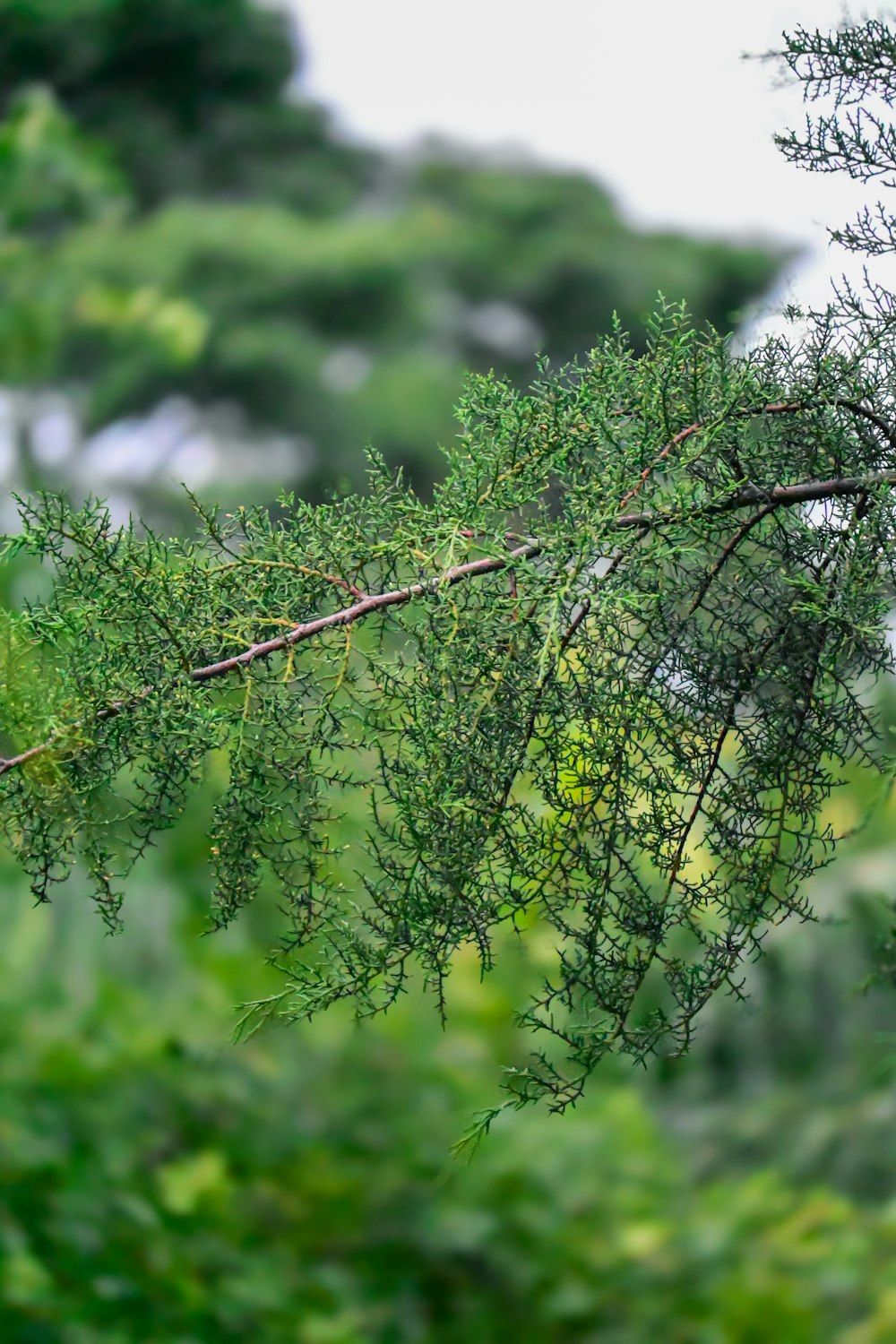 a bird perched on top of a tree branch