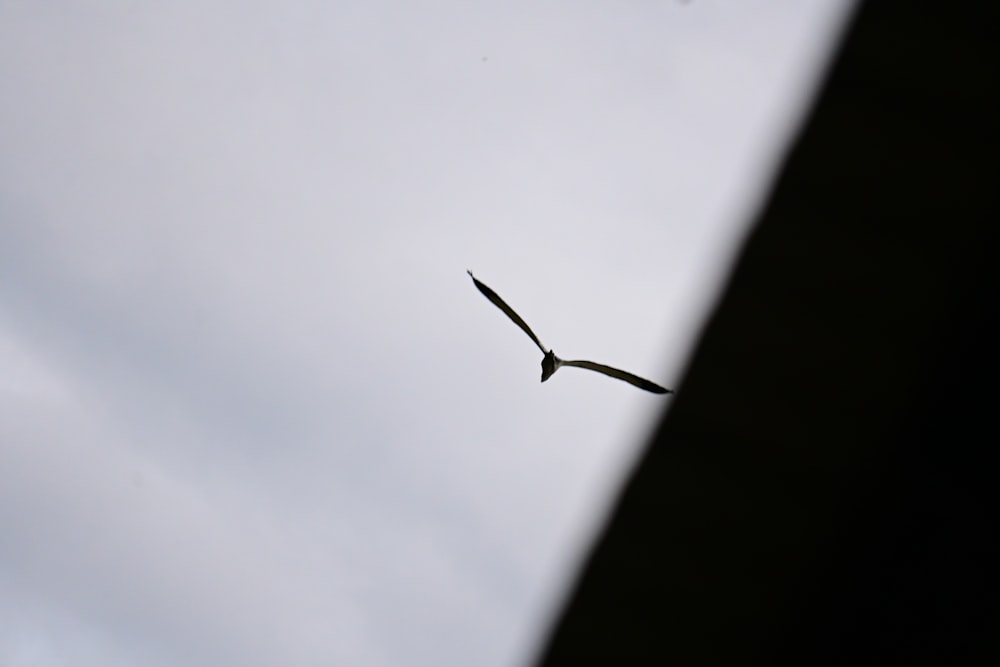 a bird flying in the sky on a cloudy day