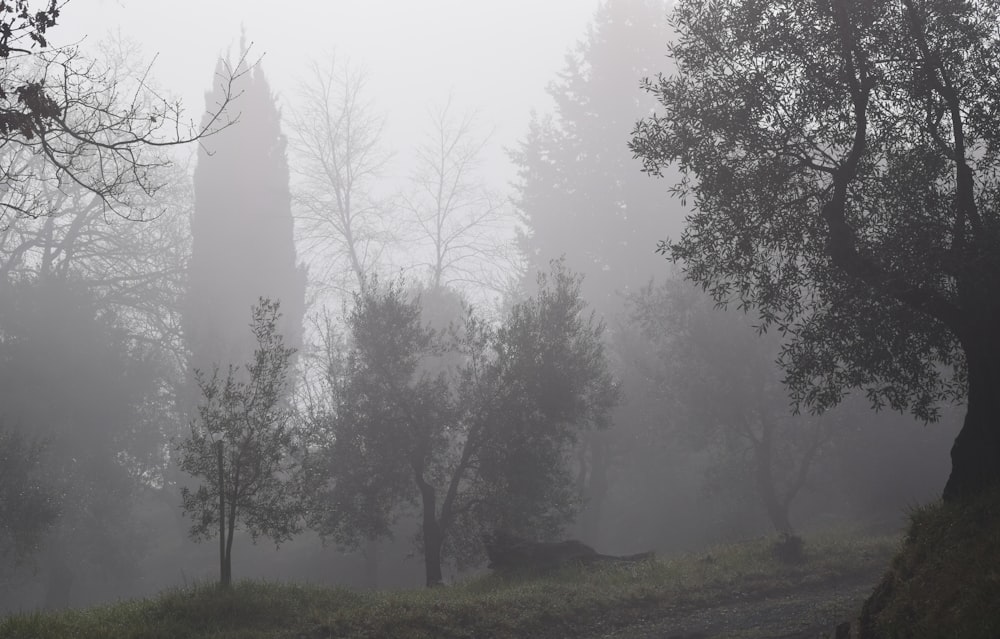 Un bosque brumoso lleno de muchos árboles