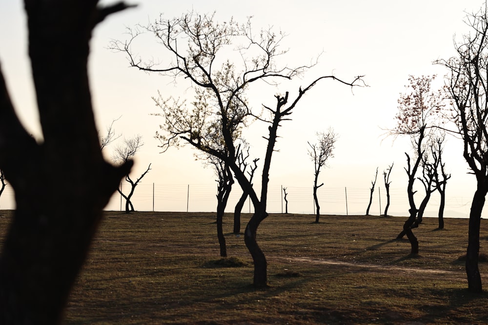 a line of bare trees in a grassy field