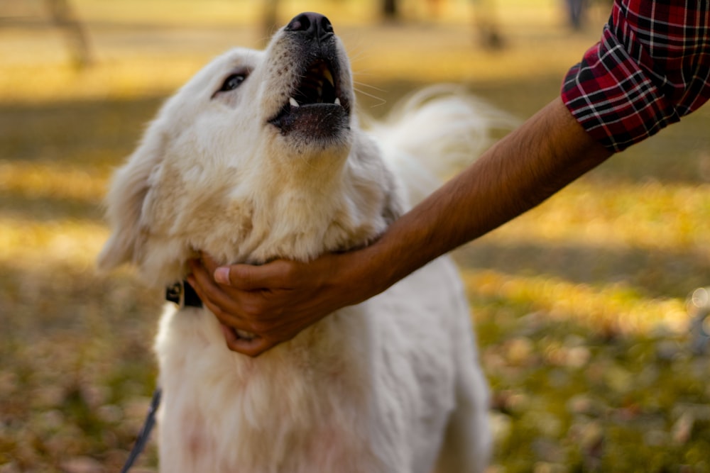 a white dog being petted by a person in a park