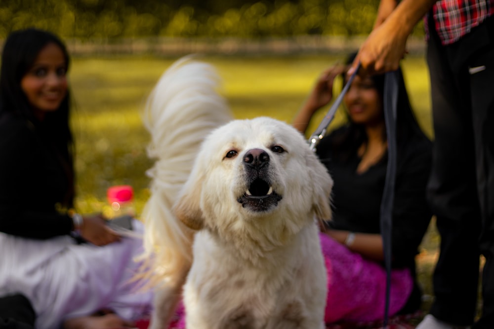 a white dog on a leash being held by a woman