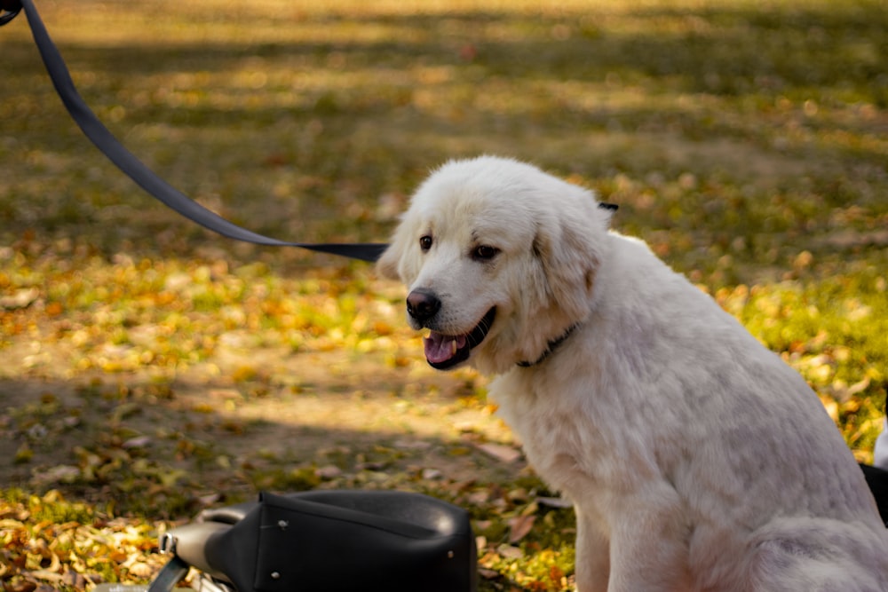 a white dog sitting on top of a grass covered field