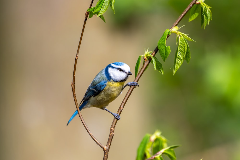 a blue and yellow bird perched on a tree branch