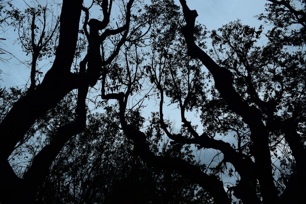 Die Silhouette von Bäumen vor blauem Himmel