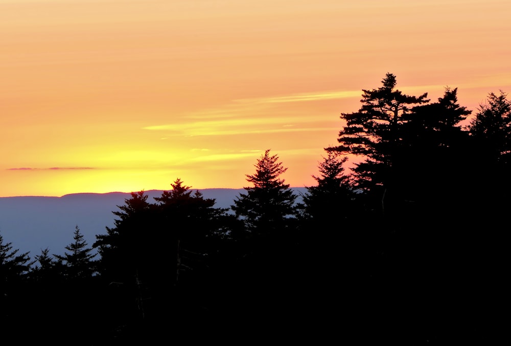 a bird flying over a forest at sunset